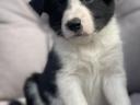 border collie