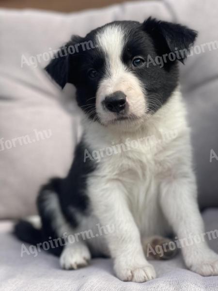 border collie