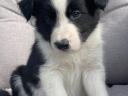 Border-Collie