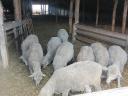 Slaughter sheep for sale