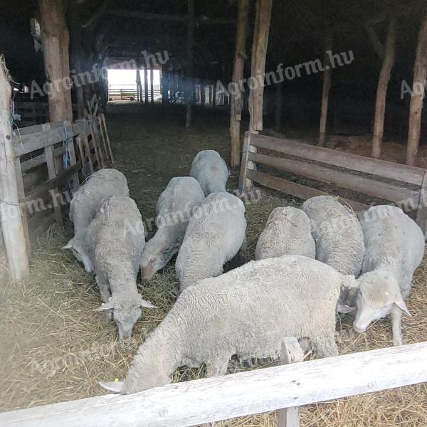 Slaughter sheep for sale