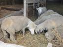 Slaughter sheep for sale