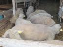 Slaughter sheep for sale