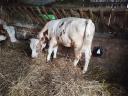 Bull calf for sale, 2 pieces