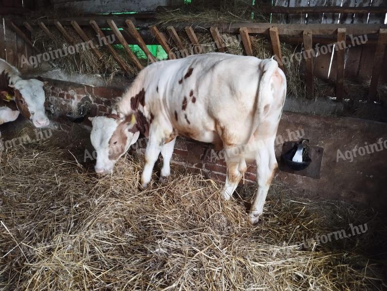 Bull calf for sale, 2 pieces