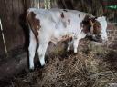 Bull calf for sale, 2 pieces