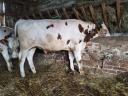 Bull calf for sale, 2 pieces