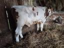 Bull calf for sale, 2 pieces