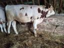 Bull calf for sale, 2 pieces