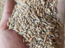 Wheat, triticale, triticale, ochu