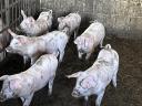 Election piglets and sheep for sale