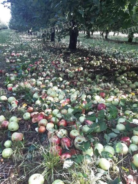 We do apple picking