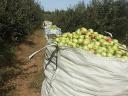 We do apple picking