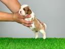 Abstammung: Cavalier King Charles Spaniel Welpe