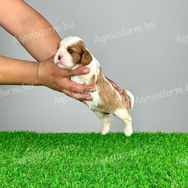 Pedigree Cavalier King Charles Spaniel puppy