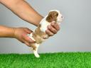 Abstammung: Cavalier King Charles Spaniel Welpe