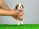 Abstammung: Cavalier King Charles Spaniel Welpe