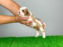 Abstammung: Cavalier King Charles Spaniel Welpe