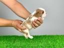 Pedigree Cavalier King Charles Spaniel puppy