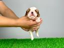 Pedigree Cavalier King Charles Spaniel puppy