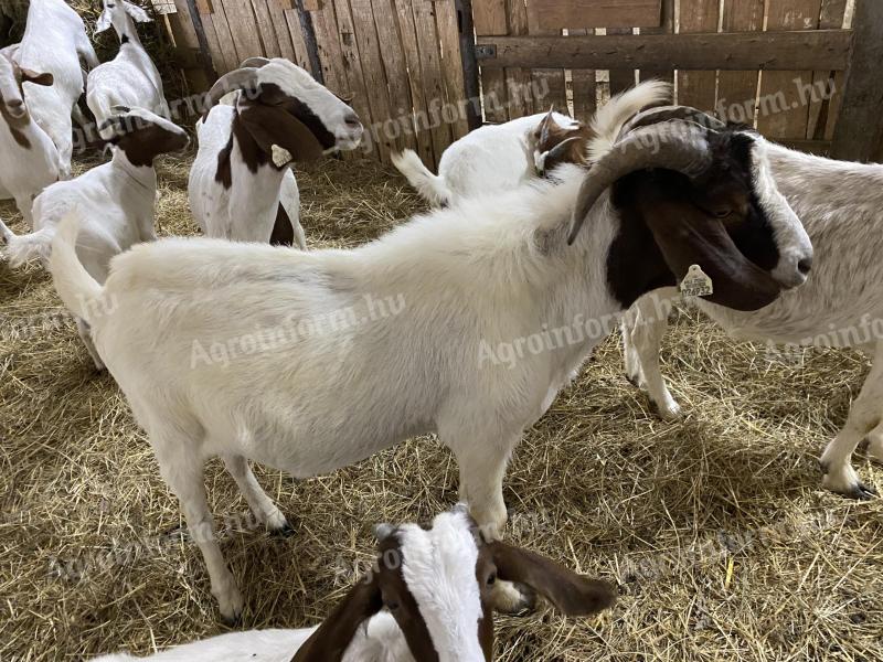 2.5 year old pedigree Boer buck for sale