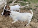 2.5 year old pedigree Boer buck for sale