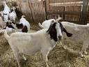 2.5 year old pedigree Boer buck for sale