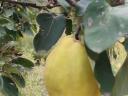 Bereczki bountiful quince na prodej