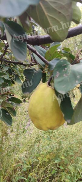 Bereczki bountiful quince za prodajo