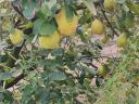 Bereczki bountiful quince for sale