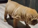 Shar Pei baddies would move