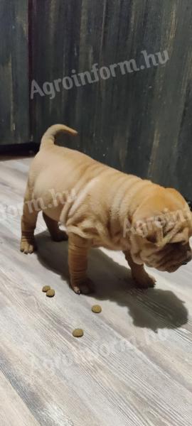 Shar Pei zlé kosti by sa pohli