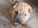 Shar Pei baddies would move