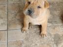 Baddies Shar Pei s-ar muta