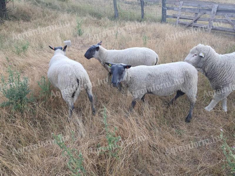 Bluehead pedigree breeder