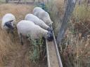 Blauköpfiger Stammbaumzüchter