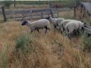 Bluehead pedigree breeder