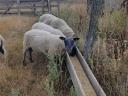 Bluehead pedigree breeder