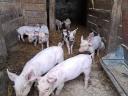 8-week-old piglets