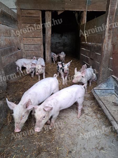 8-week-old piglets