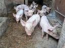 8-week-old piglets