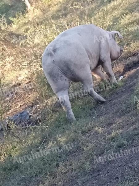 Porci pentru îngrășare