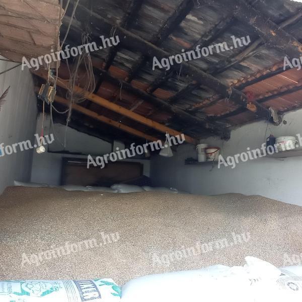 Bulk feed wheat for sale from dry place in Kiskunfélegyháza 20 q