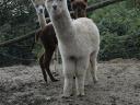 Very nice alpacas looking for a new owner