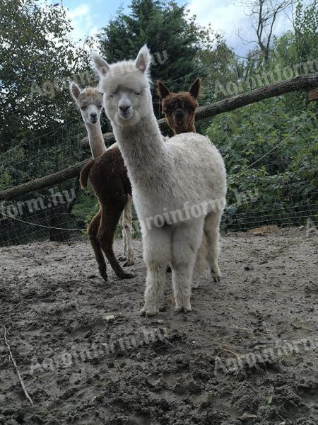 Foarte frumos alpaca caută un nou proprietar