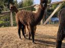 Foarte frumos alpaca caută un nou proprietar