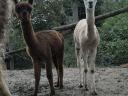 Foarte frumos alpaca caută un nou proprietar