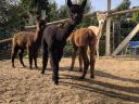 Foarte frumos alpaca caută un nou proprietar