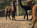 Foarte frumos alpaca caută un nou proprietar