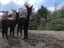 Foarte frumos alpaca caută un nou proprietar